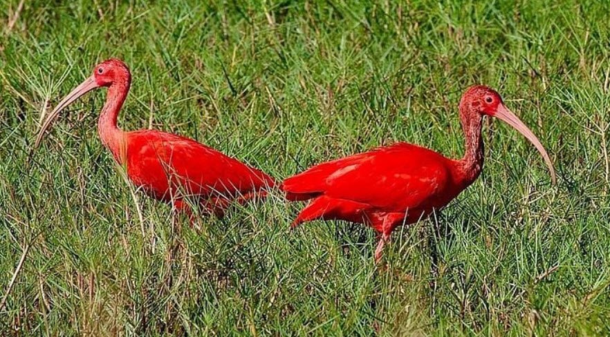 Trinity Hills Wildlife Sanctuary, Southern Trinidad, Trinidad and Tobago